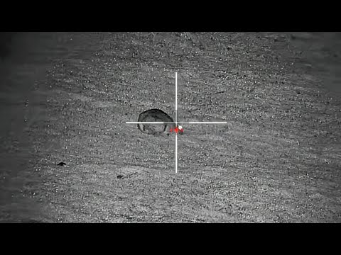 RABBIT HUNTING with Hollow Point Ammunition - CZ457 22LR