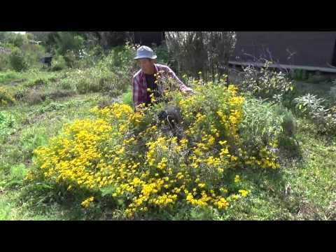 園芸 レモンマリーゴールド、低木マリーゴールド