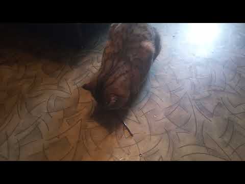 Реакция кота на китайскую палочку вымоченную в кошачьей мяте
