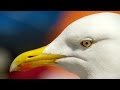 Would This Seagull Steal Your Sandwich Nature S Boldest Thieves Preview BBC