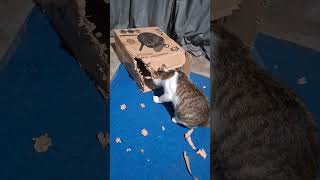 Download lagu 1 Maret 2026 mp3