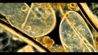 Motorpsycho - Ratcatcher - (Still life with eggplant - 2013).