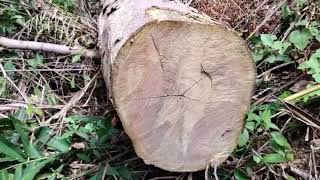 09 05 66 มอดไม้เหิมใช้รถแบ็คโฮเข้าทำลายป่าสงวนป่าต้นน้ำเหนือทะเลสาบเขื่อนบางลาง แม่น้ำปัตตานี 09 05 66 มอดไม้เหิมใช้รถแบ็คโฮเข้าทำลายป่าสงวนป่าต้นน้ำเหนือทะเลสาบเขื่อนบางลาง แม่น้ำปัตตานี