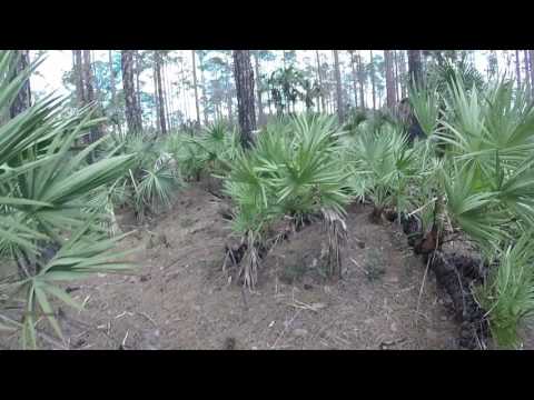 Old Tosohatchee Railway at Tosohatchee Wildlife Management Area