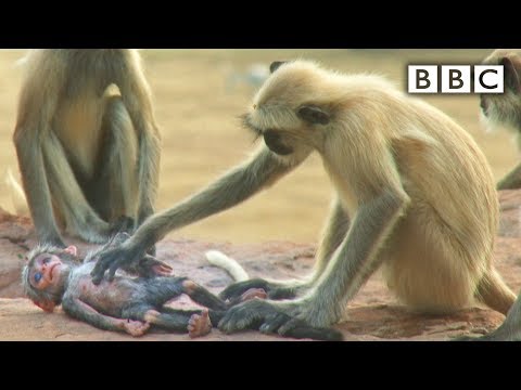 image-Did Hartlepool really hang a monkey?