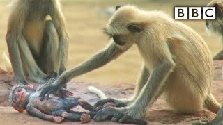 Langur monkeys grieve over fake monkey  Spy in the