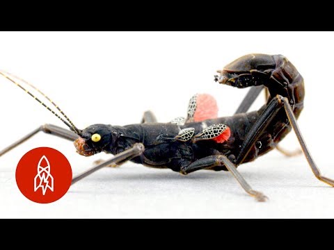 この珍しい棒状の昆虫は、その種類の最後の間である (This Rare Stick Insect Is Among the Last of Its Kind)