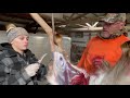 Gutting And Skinning A Deer
