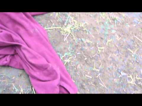 Jabina Gandor x Boney Der D-Zug Wolf "Blanka" 1st litter 6 weeks old