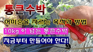 [텃밭농부 1,885]  통큰수박의 어미순을 적심하는 목적과 방법. #수박재배