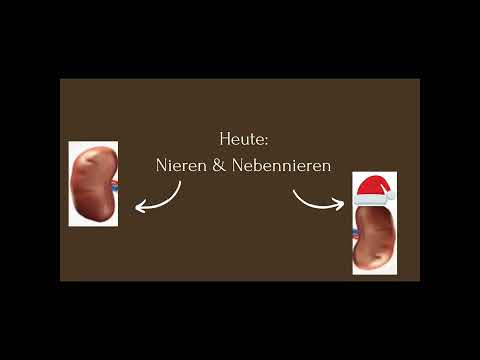Physiologie kurz und knackig - Niere und Nebenniere. Anatomie leicht lernen.