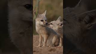 Love in the Indian Fox – A Tale of Bonding in the Wild 🦊❤️
