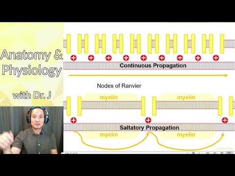 PHYL 141 | Nervous System | Saltatory & Continuous Propagation