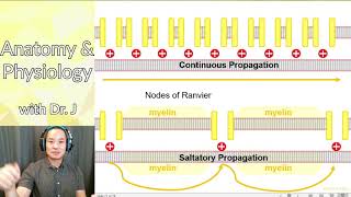 PHYL 141 | Nervous System | Saltatory & Continuous Propagation