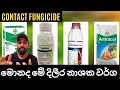 දිලීර නාශක ශාකයක් තුල ක්‍රියාත්මක වන �