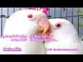 Poojaiketha Poovithu Karaoke Free