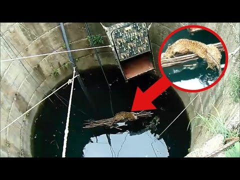 Leopard fällt in tiefen Brunnen - die Rettung ist unglaublich...