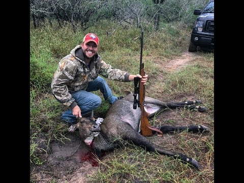 download lagu mp3 mp4 Nilgai Meat, download lagu Nilgai Meat gratis, unduh video klip Nilgai Meat