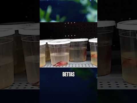 Betta Fish Care Tips for Beginners