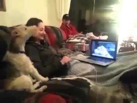 Amor entre perros por skype