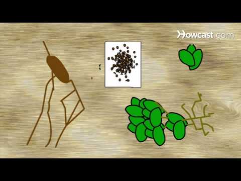 Comment faire des potions