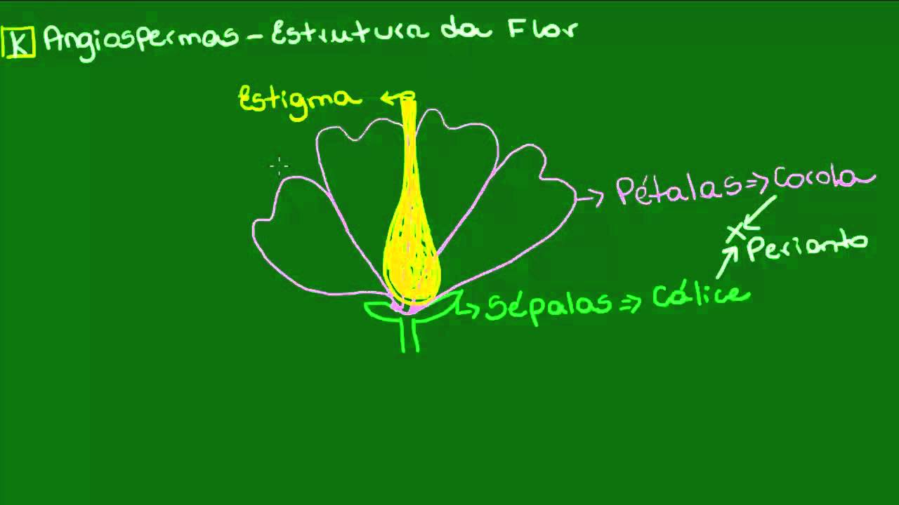 Estrutura da flor - Ecologia - Biologia