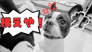 不満爆発？！🐶💢　　　　　　　　　　　　　　　　　　"Explosion of Dissatisfaction!? 🐶💢"