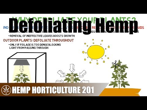 YouTube video about: How late in flower can you defoliate?