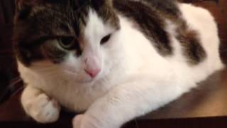 The Redemption of Sir Circle