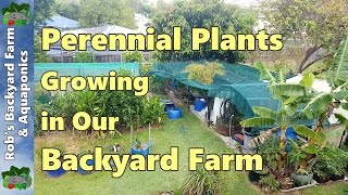 Perennial Plants in our Backyard Farm / Urban Farm