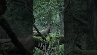 JURASSIC JELENA V! Ab ersten Weihnachtstag auf Hunt on Demand!