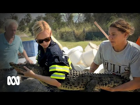 Would you swap your day job to wrangle crocs? For Sam it was a no brainer ABC Australia