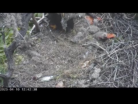 Bald Canyon Cam. The eagle chicks exploring the nest. 04.10.2023