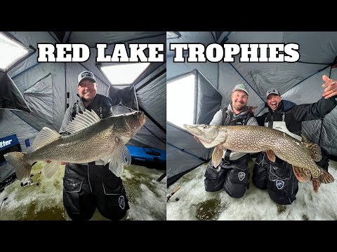 Red Lake Trophies | Dialed In Angling