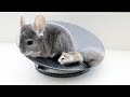 Chinchilla Hamster Take Turns Spinning
