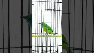 Download lagu Masteran cucak kinoi gacor full tembakan mp3 Download lagu Masteran cucak kinoi gacor full tembakan mp3