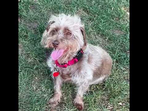 Daisy (and Webster), an adoptable Cairn Terrier & Silky Terrier Mix in Glendora, CA_image-1