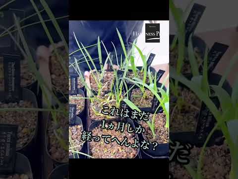 糸状のヤシユリ、ガーデンユッカ 植物