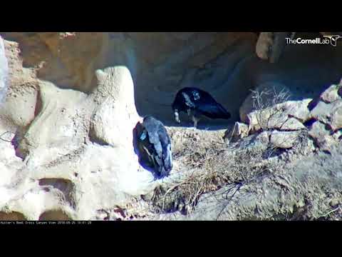 Hutton's Bowl Condor Chick Spends Time With Dad – Sept. 25, 2018