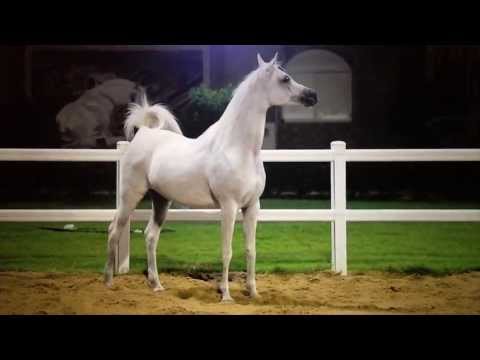 NK NADA ALWAAB FARM QATAR