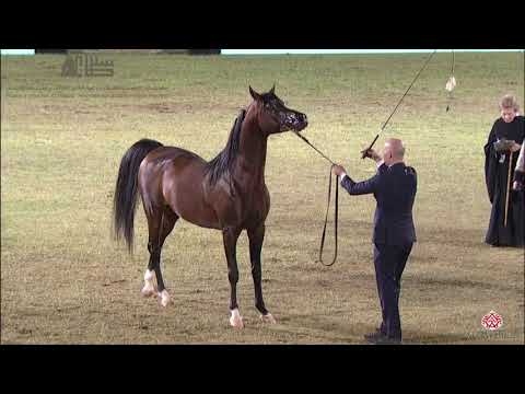 N.292 EKS AMIR - 2020 PSAIAHF Al Khalediah Show - Stallions 7-9 Years Old (Class 11A)