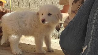 Park County woman warning others after being sold sick puppy on Craigslist