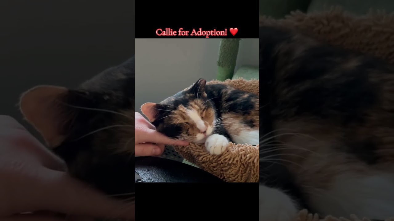 Enlarge Callie, an adoptable Domestic Short Hair in Greenburgh, NY video 6/6