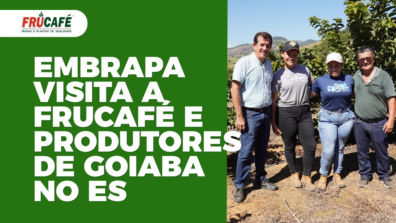 Como foi a Visita do Sérgio da Embrapa aqui na Frucafé e Produtores de Goiaba no ES?