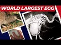 Kiwi Bird Lay Massive Egg Kiwi Bird S Eggs Size Will Surprise You