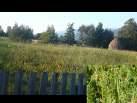 Ibanesti, Isticeu, Lapusna