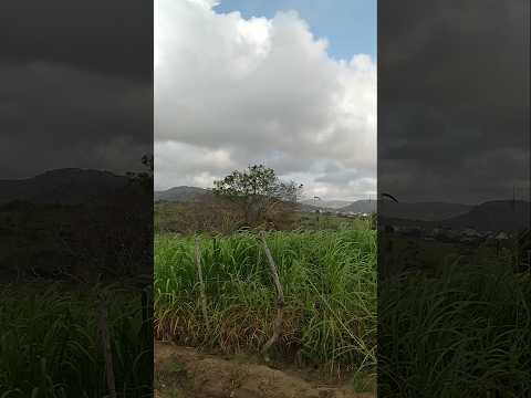 A beleza do interior de Pernambuco - Lagoa dos gatos #viral #youtubeshorts #vidanaroça