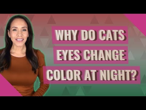 Why do cats eyes change color at night?