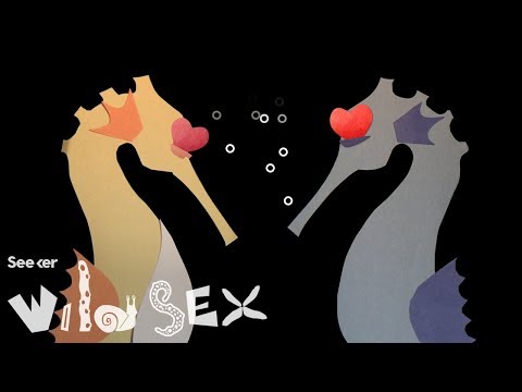 オスのタツノオトシゴの奇妙な性の旅