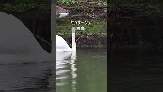 Download lagu サンサーンス:白鳥 #Shorts mp3 Download lagu サンサーンス:白鳥 #Shorts mp3